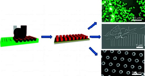 Figure 6 Scheme showing the imprint lithography method used to fabricate different shapes of nanoparticles.Note: Reprinted with permission from Merkel TJ, Herlihy KP, Nunes J, Orgel RM, Rolland JP, DeSimone JM. Scalable, shape-specific, top-down fabrication methods for the synthesis of engineered colloidal particles. Langmuir. 2010;26(16):13086–13096. Copyright © 2010 American Chemical Society.Citation37