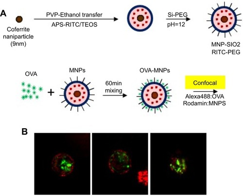 Figure 1 Confocal Laser Scanning Microscope (CLSM) image of OVA- MNPs@SiO2(RITC). (A) For the preparation of the nanoparticles,Citation20 OVA (50 μg/mL) and MNPs@SiO2(RITC) (50 μg/mL) were mixed for 60 min. (B) MNPs@SiO2(RITC): Rhodamine 123: excitation558, emission; 581 OVA: FITC: excitation 488, emission 519.