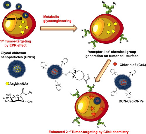 Figure 1. Schematic illustration of the two-step in vivo tumor-targeting strategy for nanoparticles via metabolic glycoengineering and click chemistry. Reproduced with permission from ACS 2014 (Lee et al., Citation2014).