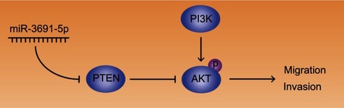 Figure 6 Abridged general view for the interplay among miR-3691-5p/PTEN/Akt pathway.Note: In the regulatory network, miR-3691-5p activates Akt by targeting PTEN, thus promoting HCC cell migration and invasion (→ activation; ┤ inhibition).Abbreviation: HCC, hepatocellular carcinoma.
