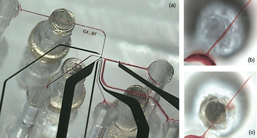 Figure 2. Bottom view of the microfluidic device with mechanical valves sealed to the glass substrate with pH sensing and stimulation electrodes. (a) Microfluidic device with 3 valves filled with a red dye (black–Pt electrodes; red–microfluidic channels: 100 µm wide, 20 µm tall), (b) Bottom view of a channel filled with red dye; the valve is open, (c) Bottom view of a channel that is completely closed by rotating the screw.