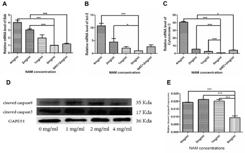 Figure 5 Nicotinamide-induced cervical cancer-associated fibroblast apoptosis depends on the mitochondrial pathway (***p≤0.001, *p≤0.05). (A) Bak; (B) bcl-2; (C) Cytochrome C mRNA levels; (D) Western Blot detection of cleaved caspase 9 protein expression with GAPDH as an internal reference; (E) Cleaved caspase 9 protein level quantitative analysis.