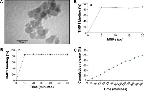 Figure 1 Characterizations of MNP nanoformulation.Notes: (A) Transmission electron microscopy of TIMP1-loaded MNPs; (B) binding kinetics of TIMP1 (5 μg) to MNPs: (a) effect of MNPs amount with respect to percentage TIMP1 binding and (b) effect of time with respect to percentage TIMP1 binding; (C) in vitro release data: cumulative percentage release profile of TIMP1 from MNP nanoformulation (5 μg of TIMP1 loaded onto 5 μg MNPs) was studied in PBS (pH 7.4) with 0.1% sodium azide at 37°C using 100 kD Micro Float-A-Lyzer (Spectrum Labs, Cincinnati, OH, USA) dialysis membrane. Standard errors are shown for the mean of triplicate samples.Abbreviations: TIMP1, tissue inhibitor of metalloproteinase-1; MNPs, magnetic nanoparticles; PBS, phosphate-buffered saline.