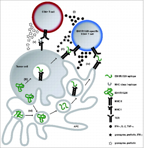 Figure 1. Potential CD4+ IDH1R132H-specific Tcell-mediated antitumor immunity in IDH1 mutated tumors. (i)–(vi), for details refer to main text. APC, antigen presenting cell; IDH1R132H, isocitrate dehydrogenase 1 (R132H); MHC, major histocompatibility complex; TCR, T cell receptor; IFNγ, interferon-γ; IL-2, interleukin-2; TNF-α, tumor necrosis factor-α.