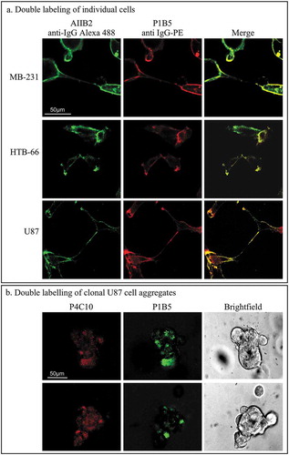 Figure 5. Colocalization of integrin ß-1 and integrin α-3 in both fixed and live cells.(a) Indirect double staining of fixed MB-231, HTB-66 and U87 cells for integrin ß-1, using the rat-derived mAb AIIB2 and the fluor-tagged secondary antibody, anti-rat IgG Alexa Fluor 488 (green) and for integrin α-3, using the mouse-derived mAb P1B5 and the fluor-tagged secondary antibody, anti-mouse IgG Phycoerythrin (red). AIIB2, P1B5 and merged images are presented for each cell line. (b) Staining of live U87 clonal cell islands in a 3D Matrigel environment with fluor-tagged anti-integrin ß-1 mAb P4C10-HiLyte (750 nm) and fluor-tagged anti-integrin α-3 mAb P1B5-HiLyte (488 nm).