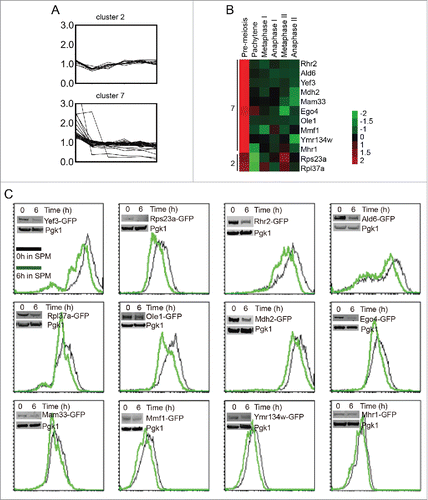 Figure 4. Pachytene stage downregulation of cluster 2 and cluster 7 proteins. (A) The expression pattern of cluster 2 and cluster 7 proteins during meiosis. (B). The expression patterns of 12 selected proteins from cluster 2 and cluster 7. The expression values of each protein were normalized across time points to have an average value of 0 and a standard deviation of 1, to better show the expression trend in color mode. (C) The selected genes were fused with GFP on their C-termini, and the intensity of GFP represented the amount of those proteins. Yeast cells were collected and fixed at 0 h and 6 h after transfer into SPM, then analyzed by flow cytometry and western blotting. Most of the flow cytometry and western blotting results were consistent with the MS data.