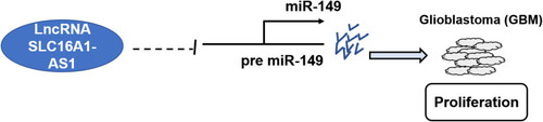 Figure 5 The schematic model of SLC16A1-AS1 by inhibiting miR-149 involved in the progression of GBM.