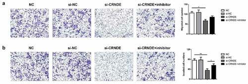 Figure 6. Knockdown of miR-146a-5p reversed the effect of si-CRNDE on the migration and invasion of PC. The number of migratory and invasive cells was determined by transwell chamber assays. Magnification ×200. **p < 0.01. Each experiment was repeated for 3 times