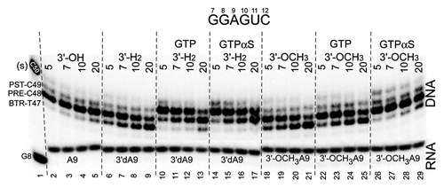 Figure 5. A natural 3′-OH RNA more stably maintains the post-translocation register of RNAP than 3′-H2 and 3′-OCH3 3′ ends, demonstrating the specificity of the exo III mapping assay for the RNAP TEC. GTPαS appears to stabilize the forward translocation state of the TEC slightly more strongly than GTP. GTP and GTPαS were added at 400 μM. The assay was at 40 mM KCl and pH 7.9.