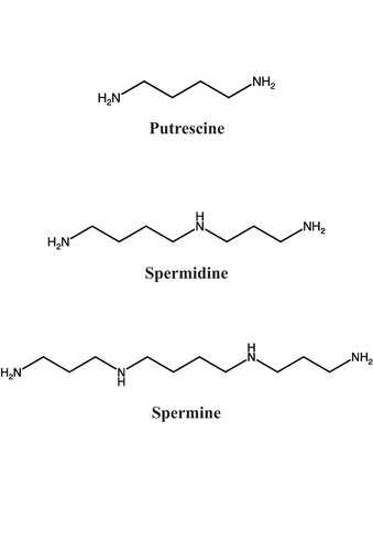 Figure 1. Chemical structures of three polyamines, the diamine putrescine, the triamine spermidine and the tetraamine spermine.