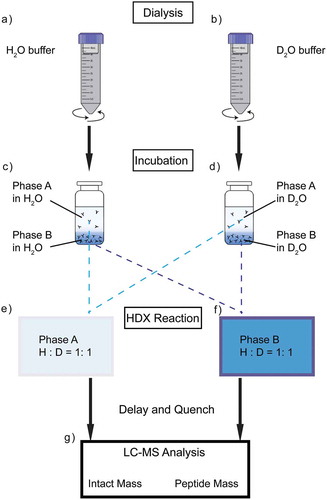 Figure 2. Schematic of dilution-free HDX-MS workflow, taking phase separation sample as an example. The experiment starts with sample dialysis into the target formulation in H2O (a) or D2O (b). Protein samples are then incubated at certain temperature allowing equilibration (c,d). Buffer exchanged protein samples are subjected to MS analysis as control. Then, HDX reaction is initiated through mixing H2O sample with D2O sample at 1:1 ratio (e,f) and quenched at certain time points, followed by MS analysis at intact protein or peptide level.