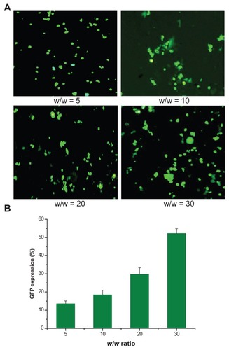 Figure 8 GFP gene transfection in HeLa cells by OTMCS–PEI at w/w ratios of 5, 10, 20, and 30. (A) Percentage of GFP gene transfection in HeLa cells by flow cytometry analysis.* (B) Representative fluorescence images for s transfection in HeLa cells using OTMCS–PEI at various w/w ratios.Note: *The mean ± standard deviation, n = 6.Abbreviations: GFP, green fluorescent protein; OTMCS–PEI, amphiphilic chitosan cross-linked with low-molecular weight polyethylenimin.