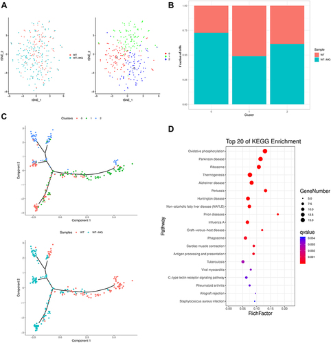 Figure 5 Transcriptome profiling of cDCs in control and psoriatic mice. (A) t-distributed stochastic neighbor embedding (t-SNE) distributions of the 3 conventional dendritic cell (cDC) clusters. (B) Bar plots showing cell subset distributions across samples within different groups. Blocks represent individual samples. (C) cDCs trajectory states defined by single cell transcriptomes (top panel) and pseudotime trajectory of cDCs shown separately for control and psoriatic mice (bottom panel). (D) Kyoto Encyclopedia of Genes and Genomes (KEGG) analysis of upregulated pathways in cDCs of control mice versus psoriatic mice.