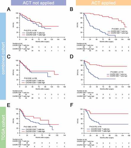 Figure 3. Intratumoral CXCR5+CD8+ T cell abundance yields optimal ACT responsiveness.