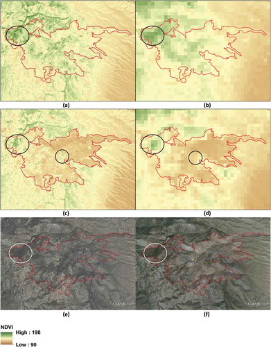 Figure 7. An illustration of fire effects on vegetation greenness as calculated by NDVI and spatial differences of the predicted (30 m) and original (250 m) eMODIS NDVI. The red polygon, downloaded from the Monitoring Trends in Burn Severity website (http://www.mtbs.gov/data/individualfiredata.html), shows the fire boundary for the Black Fire in eastern Nevada. The fire date was 1 July 2013, at the start of week 27’s compositing period (see Table 1). Dark areas on a prefire Google Earth image from September 2010 represent trees. Many previous dark areas inside the polygon are void of trees and other vegetation and appear lighter in the post fire, August 2014, Google Earth image. The circles show an example of vegetation change at different spatial scales. All images have the same extents, adjusted for spatial resolution. Center coordinates for the images equal approximately 114°11′52.33″W 38° 50′12.87″N. (a) Week 27 eMODIS NDVI predicted (30 m), (b) week 27 eMODIS NDVI original (250 m), (c) week 37 eMODIS NDVI predicted (30 m), (d) week 37 eMODIS NDVI original (250 m), (e) Google Earth image – September 2010, (f) Google Earth image – August 2014.