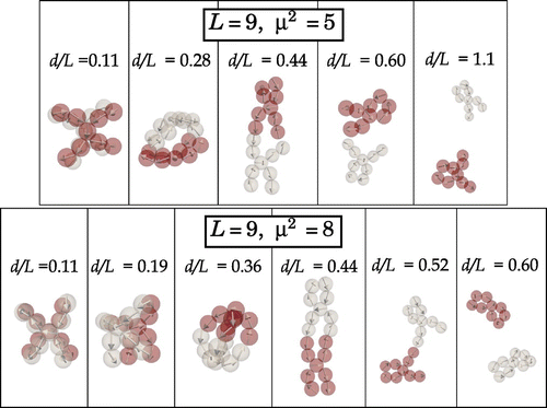 Figure 7. (Colour online) Typical structural motifs formed by two X-junction SMPs with size and different relative characteristic separation distances, d / L, observed for (top row) and (bottom row).