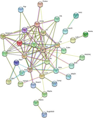 Figure 5 STRING PPI network analysis of the 53 differential proteins in OVA-induced asthma mouse model. The average node degree is 3.84, average local clustering coefficient is 0.443, and PPI enrichment p-value is <1.0e-16.