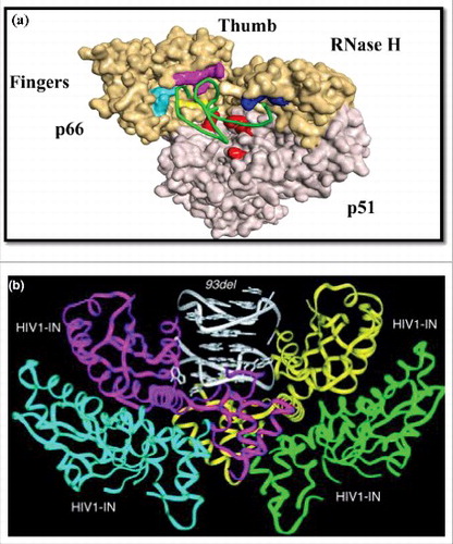 Figure 3. (a) The interaction model between HIV-1 RT (reverse transcriptase) and the aptamer. The secondary structure of aptamer is the -HIV-1 RT complex. The p66 subdomains: fingers, palm, thumb, and RNase H and p51 interactions are shown using a surface representation (With permission of Springer) [Citationref 124]. (b) The dimeric 93del aptamer is positioned into the channel formed by the HIV1-IN (integrase) tetramer to block the HIV1-IN catalytic site (reproduced with permission from Proceedings of the National Academy of Sciences USA) [Citationref 134].