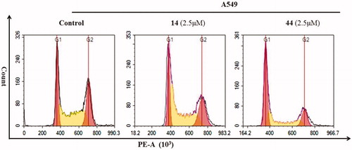 Figure 5. Cell cycle distribution of A549 cells treated at 2.5 μM compound 14 and 44 for 48 h detected by FCM.