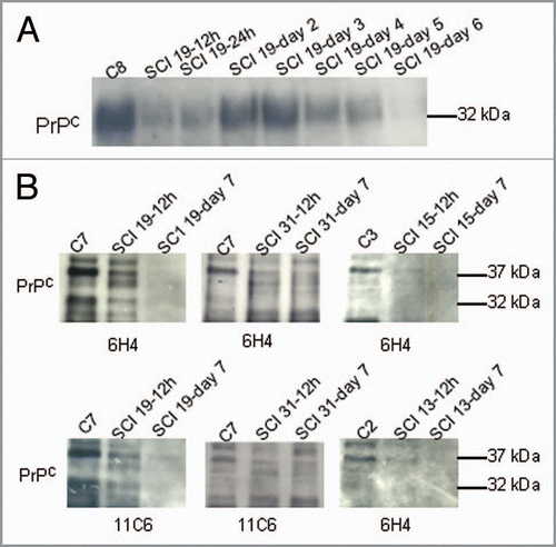 Figure 1 PrPC levels in human CS F are attenuated following spinal cord injury. (A) Western analysis of PrPC in human CS F from control (lane1) and from spinal cord injured patient #19 (remaining lanes) at 12 h, 24 h, day 2, day 3, day 4, day 5 and day 6 following spinal cord injury. 40 µl of the indicated CS F samples were separated by SDS PAGE, the Western blot was probed with anti-PrPC 6H4 (Prionics) antibody and developed with SuperSignal® West Dura (Pierce). (B) Western analysis of representative human CS F from control, 12 h within spinal cord injury and 7 d after spinal cord injury (40 µl). Four patients are shown. Blots were probed with anti-PrPC 6H4 (Prionics) antibody or anti-PrPC 11C6 antibody (SPI-BIO).