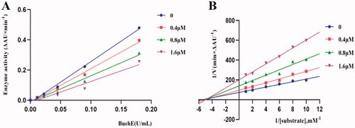 Figure 3. Relationship between eqBuChE inhibition and various concentrations of K3 (A). Lineweaver‒Burk plots of eqBuChE inhibition kinetics of K3 (B).