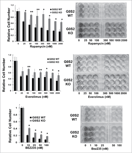 Figure 3. G0S2 null cells exhibit decreased sensitivity to inhibitors of PI3K/mTOR signaling as compared with wild-type cells. Wild-type and G0S2 null MEFs were treated with the mTOR inhibitors rapamycin and everolimus and the dual PI3K/mTOR inhibitor, BEZ235. Left, Cell proliferation was assessed by CellTiter-Glo assay after 72 hours of drug treatment. Data points are the average of biological triplicates. Error bars, SD. *, P < 0.05; **, P < 0.01. Right, representative long-term clonogenic assay. Cells were stained 9 to 11 days after initial drug treatment. Experiments were repeated three times with similar results.