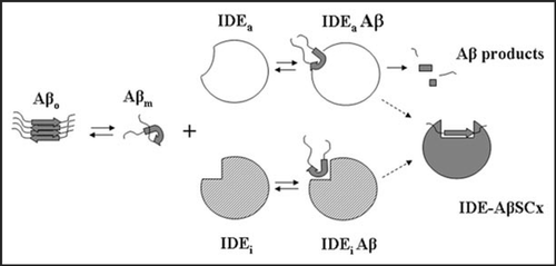 Figure 1 A proposed model for the formation of IDE-AβSCx. Monomeric Aβ (Aβm) may follow a pathway of self-assembly to form oligomers (Aβo) or interact with the binding site (or at least a part of it) of fully active or inactive IDE conformers (IDEa and IDEi, respectively) to form a reversible IDE-Aβ encounter complex. IDEa and IDEi may be or not in equilibrium. IDE-AβSCx formation proceeds very slowly (represented by the dashed arrows) as an irreversible process that involves a conformational change in both molecules. In the case of IDEa-Aβ at neutral pH, the pathway is largely favored toward proteolysis of Aβ and free IDE (not depicted). Alternatively, it may lead to the slow formation of IDE-AβSCx.