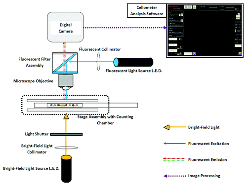 Figure 1. Optical block diagram of the Cellometer Vision. The Cellometer Vision contains three signal acquisition/detection features: (1) Bright-field light source allows transmission light microscopy image analysis. (2) Fluorescence excitation light source in combination with excitation, dichroic and emission filter set allows epi-fluorescence imaging analysis. (3) Cellometer imaging software allows analysis of cell concentration, size and fluorescence intensity measurement.