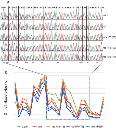 Figure 6. DME RNAi causes a further reduction in CHH methylation at the rdd-controlled promoter TE region of AT3G27940. a: Representative bisulfite sequencing trace file of the region showing CHH methylation changes. The CHH sites are boxed and indicated with asterisks. The ratio between blue and overlapping red peaks indicates the level of cytosine methylation. b: Cytosine methylation level of the whole bisulfite sequenced region. Each point represents one cytosine residue in the CHH context. The section for which the trace file image is shown is indicated.