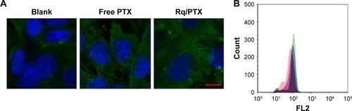 Figure 5 Microtubule immunofluorescence analysis.Notes: HeLa cells were treated with Rq (10 μM)/PTX (1.47 μg/mL). (A) Visualization of the microtubule immunofluorescence in HeLa cells. Fluorescence was observed using a confocal microscope. Scale bar =10 μM and the scale bar in the bottom right corner applies to all images. (B) The histogram for the FACS analysis of fluorescence intensity. The group of untreated cells is indicated in red, the group of cells treated with free PTX group of Rq in blue, and the group of cells treated with free PTX and Rq in green.Abbreviations: FACS, fluorescence activated cell sorting; PTX, paclitaxel; Rq, RRRRQWWQW.