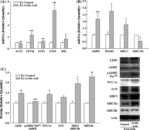 Fig. 3. Effects of dietary acetic acid on selected gene expressions for fat oxidation (A, B), and protein expressions (C) from soleus muscle of exercise-trained mice.Notes: ACC2, acetyl CoA carboxylase; CPT1β, carnitine palmitoyltransferase 1 beta; UCP2, uncoupling protein 3; UCP3, uncoupling protein 3; HSL, hormone-sensitive lipase; AMPK, AMP-activated protein kinase; pAMPK, phosphorylated AMPK; PPARδ, peroxisome proliferator-activated receptor δ; MHC I, myosin heavy chain I; MHCIIa, myosin heavy chain IIa; MHC IIb, myosin heavy chain IIb; LKB1, Liver kinase B1; PGC-1α, Peroxisome proliferator-activated receptor gamma coactivator-1α. Relative quantities of each gene were presented in terms of 2–ΔΔCt, calculated using the ΔCt and ΔΔCt values. Values represent means ± SE (n = 3). *Significantly different from Ex-Control (*p < 0.05, **p < 0.01, ***p < 0.001).