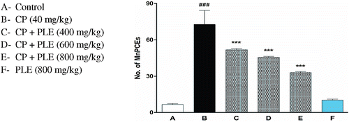 Figure 5.  Effects of aqueous PLE on cyclophosphamide induced genotoxicity in bone marrow cells of mice. 2500 PCEs with or without micronuclei were randomly counted for each animal. All bars are expressed in mean ± SD of total number of MnPCEs per 2500 PCEs with six mice in each group. ###p < 0.001 compared with normal control group; ***p < 0.001 compared with cyclophosphamide treated group.