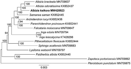 Figure 3. The phylogenetic tree of 14 Ingeae species and the outgroup of Pterolobium punctatum. The tree was constructed with sequences of 77 shared CDS sequences present in all 15 species using the maximum likelihood method. The 15 species were Albizia bracteate (MN709837) (Zhang et al. Citation2020), A. odoratissima (KX852437) (Huan et al. Citation2017), A. kalkora (MW420923, new plastome in this study), Samanea saman (KX852445) (Huan et al. Citation2017), Archidendron lucyi (KX852438) (Huan et al. Citation2017), Pararchidendron pruinosum (KX852441) (Huan et al. Citation2017), Falcataria moluccana (MN709847) (Zhang et al. Citation2020), Inga edulis (MN709794) (Zhang et al. Citation2020), Inga leiocalycina (KT428296) (Dugas et al. Citation2015), Pithecellobium flexicaule (KX852444) (Huan et al. Citation2017), Sphinga acatlensis (MN709883) (Zhang et al. Citation2020), Lysiloma watsonii (MN709797) (Zhang et al. Citation2020), Faidherbia albida (KX852440) (Huan et al. Citation2017), Zapoteca portoricensis (MN709862) (Zhang et al. Citation2020) and Pterolobium punctatum (MN709875, outgroup) (Zhang et al. Citation2020). The scale of the scale bar represents a substitution frequency of 0.003 for each site base of the shared CDS sequences. Bootstrap supports were calculated from 1000 replicates. The A. kalkora was labeled by bold font in the phylogenetic tree.