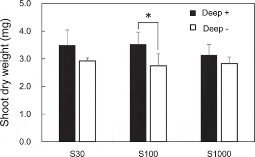 Figure 1. Effects of S supply and deep placement of coated urea on shoot biomass at the developing stage. Shoot dry weights were determined 40 days after sowing. Means ± standard deviations of four biological replicates are shown. The asterisk indicates a significant difference using a Student’s t-test (P < 0.05)