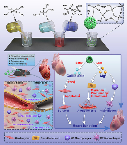 Scheme 1 Scheme of the preparation and evaluation of the MgNPs/GA.