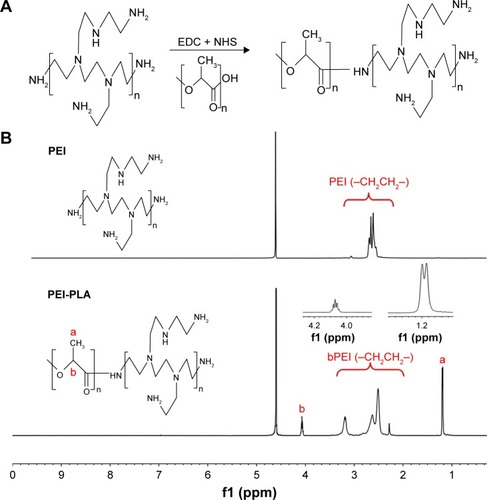 Figure 2 (A) Synthesis of the PEI-PLA. The PLA-COOH was conjugated to PEI through amide formation in the presence of EDC and NHS, obtaining the cationic amphiphilic copolymer of PEI-PLA. (B) 1H-NMR spectra of PEI and PEI-PLA in D2O. The peak of PEI appears at around 2.6 ppm. In PEI-PLA, a new broad peak appears at 2.3–3.4 ppm, which is attributed to the protons of methylene (–CH2CH2–) in PEI. The signals at δ=1.20 ppm (a) and δ=4.08 ppm (b) correspond to −CH3 and (–CH) proton in the PLA block of PEI-PLA, respectively.Abbreviations: PEI-PLA, polyethyleneimine-block-polylactic acid; EDC, 1-(3-dimethylaminopropyl)-3-ethylcarbodiimide hydrochloride; NHS, N-hydroxysuccinimide; NMR, nuclear magnetic resonance.