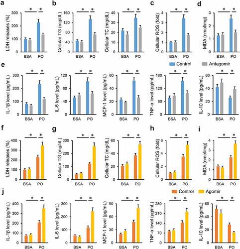 Figure 5. miR-665-3p modulates oxidative stress, inflammation and cellular injury in PO-treated primary hepatocytes. (a) LDH releases in PO-stimulated hepatocytes treated with or without the miR-665-3p antagomir. (b) Intracellular TG and TC levels in the miR-665-3p antagomir-treated hepatocytes upon PO stimulation. (c) Cellular ROS levels determined by DCFH-DA probe. (d) MDA levels in the miR-665-3p antagomir-treated hepatocytes. (e) The levels of IL-1β, IL-6, MCP-1, TNF-α and IL-10 in the miR-665-3p antagomir-treated hepatocytes. (f) LDH releases in PO-stimulated hepatocytes treated with or without the miR-665-3p agomir. (g) Intracellular TG and TC levels in the miR-665-3p agomir-treated hepatocytes upon PO stimulation. (h) Cellular ROS levels determined by DCFH-DA probe. (i) MDA levels in the miR-665-3p agomir-treated hepatocytes. (j) The levels of IL-1β, IL-6, MCP-1, TNF-α and IL-10 in the miR-665-3p agomir-treated hepatocytes. All results were expressed as the means ± standard deviations, n = 6 for each group, and *P < 0.05 was considered statistically significant.