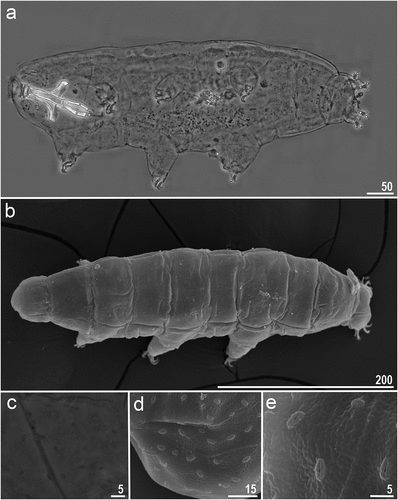 Figure 1. Macrobiotus kosmali sp. nov.: a – dorso-ventral projection (holotype, PCM); b – dorso-ventral projection (paratype, SEM) c – d – cuticular pores on dorsal side of the body (paratype, PCM and SEM, respectively). Scale bars in µm.