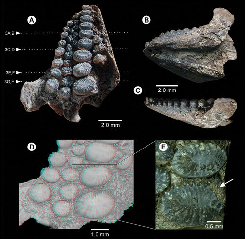 FIGURE 2. Grimmenodon aureum, gen. et sp. nov., GG 437, holotype, an isolated, almost complete left prearticular with dentition from the lower Toarcian of Grimmen, Mecklenburg-Western Pomerania, Germany, in A, occlusal (the positions of micro-CT–generated transverse slices [see Fig. 3] are indicated [3A, B–3G, H]), B, ventral oblique, and C, lateral views (anterior to the left). D, 3D model from micro-CT scan showing the posterior part of the tooth plate (image presented as red-cyan stereo anaglyph; use red-cyan glasses to view). E, occlusal close-up views of the posterior-most two teeth positioned on the main row (arrows indicate spongy bone covering part of the occlusal surface).