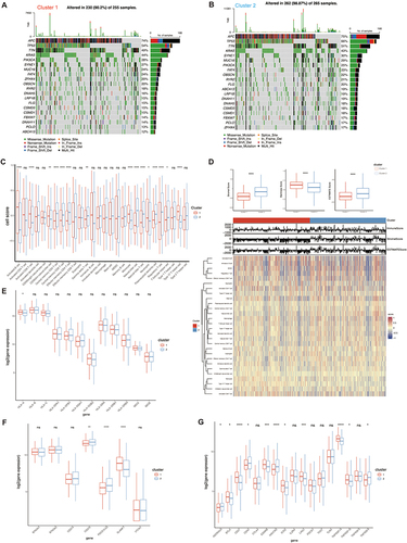 Figure 3 High metabolic tumor patterns play a role in promoting the immunosuppressive phenotypes in colorectal cancer. (A) The waterfall plot shows the top 20 most frequently mutated genes in Cluster 1. (B) The waterfall plot shows the top 20 most frequently mutated genes in Cluster 2. (C) Percentage abundance of 22 immune cells in two M2 subclusters. (D) Heatmap and box plots illustrating 22 immune cell abundance, ESTIMATE scores, immune scores, and stromal scores for the two M2 subclusters. (E) The expression of MHC-I molecules in the two M2 subclusters. (F and G) The expression of co-stimulatory and co-inhibitory molecules in the two M2 subclusters. ns, no significance; *P<0.05; **P<0.01; ***P<0.001; ****P<0.0001.