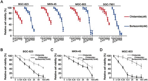 Figure 1 Antiproliferative activity of chidamide alone or in combination with bortezomib in human gastric cancer cell lines. (A) Representative pairs of cell viability curves for the MGC-803, BGC-823, SGC-7901 and MKN45 cell lines after their treatment with serial dilutions of chidamide or bortezomib for 48 hours. (B, C, and D) Representative pairs of cell viability curves for the MGC-803, BGC-823 and MKN45 cell lines after their treatment with serial dilutions of chidamide in combination with bortezomib (15 nM) for 48 hours. All experiments were repeated at least three times.