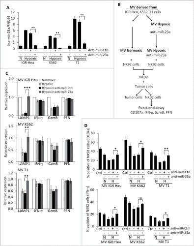 Figure 7. Targeting miR-23a in hypoxic TD-MVs restores the cytotoxicity of natural killer (NK) cells co-cultured with hypoxic TD-MVs. Real time PCR analysis of the expression of miR-23a. Normoxic (N) or hypoxic MVs derived from IGR-Heu, K562, and T1 tumor cells were untransfected (−) or transfected (+) with anti-miR control (anti-miR-Ctrl) or anti-miR-23a. Results are reported as a ratio between miR-23a and RNU44 (used as housekeeping gene). Statistically significant differences (indicated by asterisks) in the expression of miR-23a are shown (**, p < 0.005; ***, p < 0.0005). (B) Schematic representation of the experimental design used to analyze the effect of targeting miR-23a expression in hypoxic MVs on the cytotoxicity of NK cells. Normoxic and hypoxic MVs were isolated from indicated the tumor cells cultured under normoxic or hypoxic conditions. Untransfected normoxic MVs and hypoxic MVs transfected with anti-miR-23a were incubated with NK-92 cells. Following co-culture with tumor cells, NK cells were sorted and their function evaluated in term of cytotoxicity and the expression of CD107a, IFN-g, GzmB, and perforin. (C) Real time PCR analysis of the mRNA expression of CD107a(LAMP1), IFNγ, Granzyme B (GzmB), and perforin (PFN)in NK-92 cells treated with normoxic or hypoxic MVs, untransfected or transfected with either anti-miR control (+anti-miR-Ctrl) or anti-miR-23a (+anti-miR-23a) derived from IGR-Heu (upper), K562 (middle) or T1 (lower) tumor cells as described in B. Statistically significant differences (indicated by asterisks) in the expression of LAMP1, IFNγ, GzmB, and PFN are shown (*, p < 0.05; **, p < 0.005; ***, p < 0.0005; ns, not significant). (D) Intra-cytoplasmic staining of CD107a (upper) and IFN-g (lower) in control (Ctrl)NK-92cells or in cells untreated (−) or treated (+) with normoxic (N) or hypoxic (H) MV derived from indicated tumor cell lines as described in B. Statistically significant differences (indicated by asterisks) in the percentage of CD107a and IFNγ positive cells are shown (*, p < 0.05; **, p < 0.005; ns, not significant).