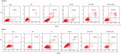 Figure 4. Apoptosis rate (including early apoptosis and late apoptosis) assessed at 24 h after various treatments. After staining with Annexin V-EGFP and PI, the cells were counted by flow cytometry. Cells were grouped in Ctrl, NP, R, NP + AMF, and R + NP + AMF according to the different treatments. Ctrl, control; NP, MNCs alone; R, radiation; NP + R, cells incubated with MNCs were exposed to irradiation; NP + AMF, cells incubated with MNCs were subjected to AMF; R + NP + AMF, cells incubated with MNCs were irradiated and subsequently subjected to AMF.