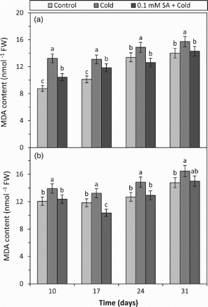 Figure 1. The effects of cold and SA + cold treatments on the MDA content in the leaves of two barley cultivars differing at cold tolerance. (a) Cold-tolerant cultivar; Tokak and (b) cold-sensitive cultivar; Akhisar): each datum is the average of six independent samples (n = 6). Values in a group followed by the same letter are not statistically different at P < .05 level as determined by Duncan's Multiple Range Test. Each value in the graph shows average of three experiments. Vertical bars represent ± SE.