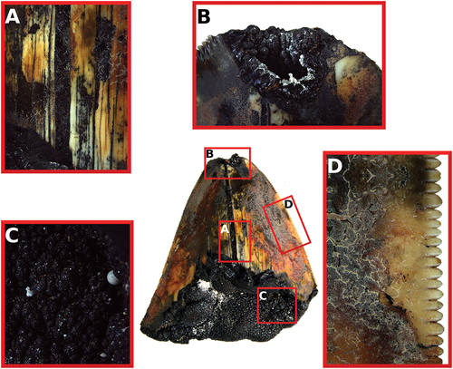 Figure 3. Close up images of Otodus megalodon tooth NA141-006-01-MT. A, tooth enamel; B, broken apex with cavity; C, view of the basal manganese crust; D, lateral serration.