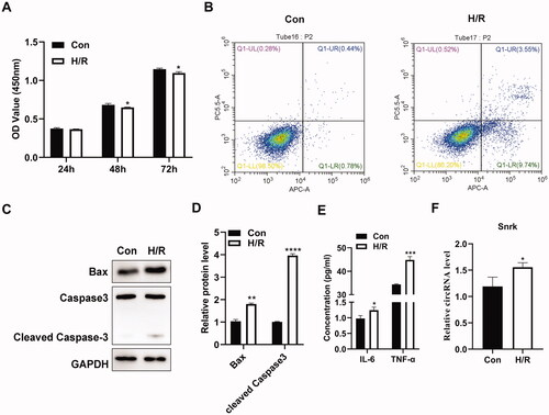 Figure 2. Circ-Snrk is upregulated in H/R-treated NRK-52E cells. (A) A CCK-8 assay was performed to assess the cell viability in the H/R-treated NRK-52E cells and the control group. (B) Flow cytometry was performed to measure the apoptosis ratio in the H/R-treated NRK-52E cells and the control group. (C) Western blot analysis was performed to measure the levels of apoptosis-promoting proteins BAX and cleaved caspase 3 in the H/R-treated NRK-52E cells and the control group. (D) The relative protein expression analysis of (C). (E) An ELISA assay was used to determine the levels of the pro-inflammatory cytokines, IL-6 and TNF-α, within the supernatant of the H/R-treated NRK-52E cells and the control group. (F) A qRT-PCR assay was used to measure the relative expression levels of circ-Snrk in H/R-treated cells and the control group. *P < 0.05, **P < 0.01, ***P < 0.001, ****P < 0.0001 vs. control group.