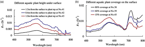Fig. 7 (a) Rrs spectra measured at three typical sites with different aquatic plant heights under the water surface (0.6, 1.0, and 1.5 m from the surface to the aquatic plant top). (b) Rrs spectra measured at three typical sites with different percentages of aquatic plant cover on the water surface (15%, 60%, and 80% cover).