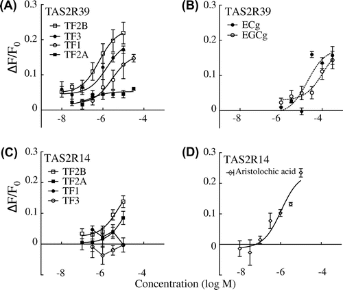 Fig. 2. Calcium response to theaflavins (A) and catechins (B) in HEK293T cells co-expressing hTAS2R39 with Gα16gust44 and calcium response to theaflavins (C) and aristolochic acid (D) in Flp-In G cells co-expressing hTAS2R14 with Gα16gust44.Notes: TF1, theaflavin; TF2A, theaflavin-3-O-gallate; TF2B, theaflavin-3′-O-gallate; TF3, theaflavin-3,3′-O-digallate; ECg, epicatechin gallate; EGCg, epigallocatechin gallate. n = 3–4.