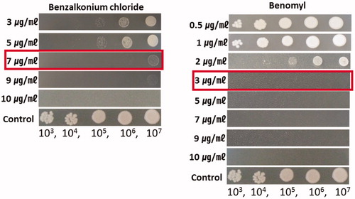 Figure 8. Minimum inhibition concentration of benzalkonium chloride and benomyl to Cryptococcus pseudolongus DUCC 4014 on YMA. The concentration of the fungicides was made at 3 μg/ml to 10 μg/ml (benzalkonium chloride) and 0.5 μg/ml to 10 μg/ml (benomyl). C. pseudolongus cell concentration was adjusted from 1 × 103 cells/ml to 1 × 107 cells/ml.