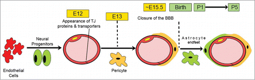 Figure 2. Schematic illustration for the time-course of BBB development. Modified from ref. Citation6.